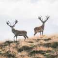 Book Your New Zealand Red Stag & Deer Hunting Package At Poronui