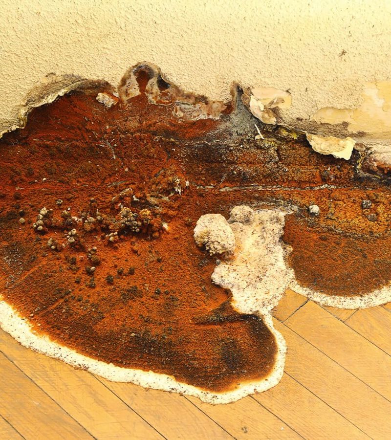 New York, Pest Control, Trusted Termites Expert Witnesses For Property Disputes