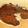 Trusted Termites Expert Witnesses For Property Disputes