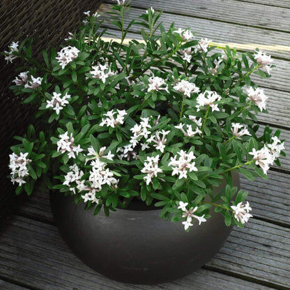 New York, Farm & Garden, USD 90,  Daphne White Plant For Sale From A Trusted Plant Nursery