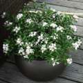 USD 90,  Daphne White Plant For Sale From A Trusted Plant Nursery