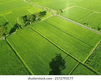 Kabul, Residential Plots, 1,  1850 Sq. Meter,  Skymarx The Kings Land Neemrana Near RIICO Industrial Area