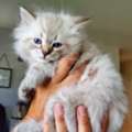 Siberian Kittens For Adoption In Washington