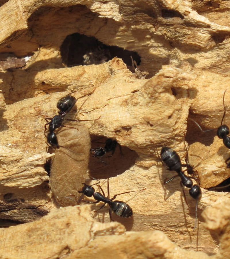 New York, Pest Control, Carpenter Ant Wood Damage Consultant For Reliable Inspections
