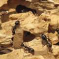 Carpenter Ant Wood Damage Consultant For Reliable Inspections