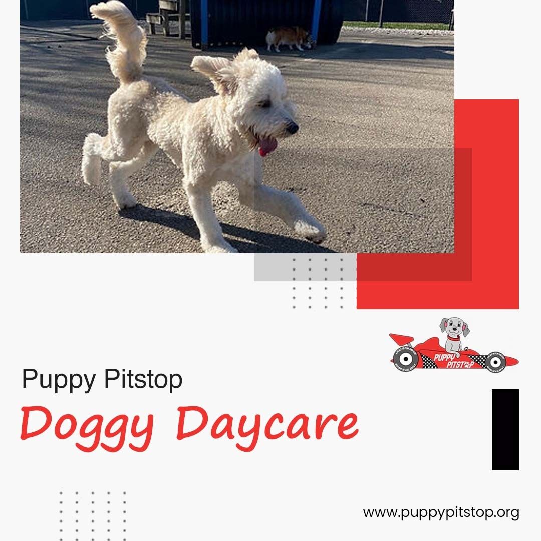 New York, Pet Sitting, Top Overnight Dog Care In Indianapolis, Indiana