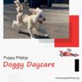 Top Overnight Dog Care In Indianapolis, Indiana