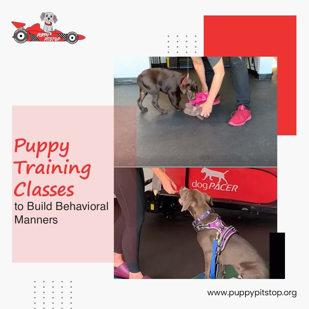 New York, Pet Sitting, Top Overnight Dog Care In Indianapolis, Indiana