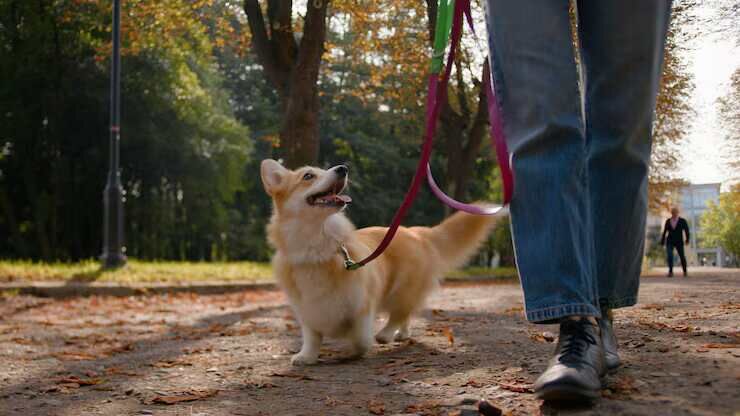 Mumbai, Pet Sitting, Dog Walkers In Srinagar JK