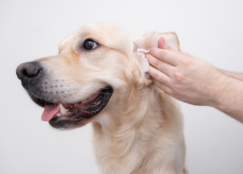 Dubai, Business, Deep Ear Cleaning For Dogs | Paws & Claws Pets