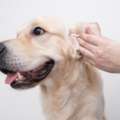 Deep Ear Cleaning For Dogs | Paws & Claws Pets