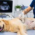 Veterinary Animal Hospital For Compassionate Pet Care