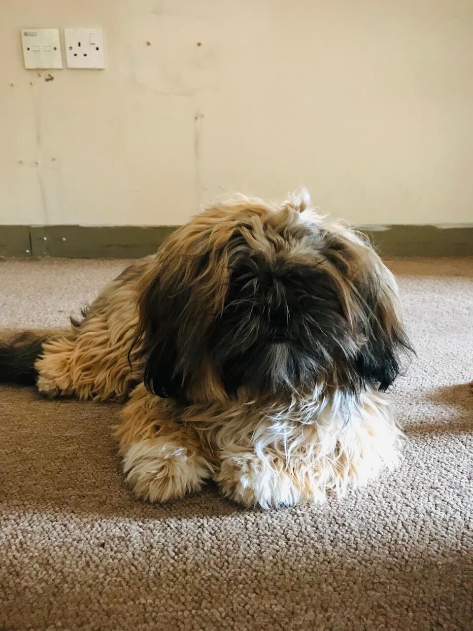 Manama, Pet Supplies, BHD 80,  Selling My Pet. In Only 80 Bhd