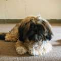 BHD 80,  Selling My Pet. In Only 80 Bhd