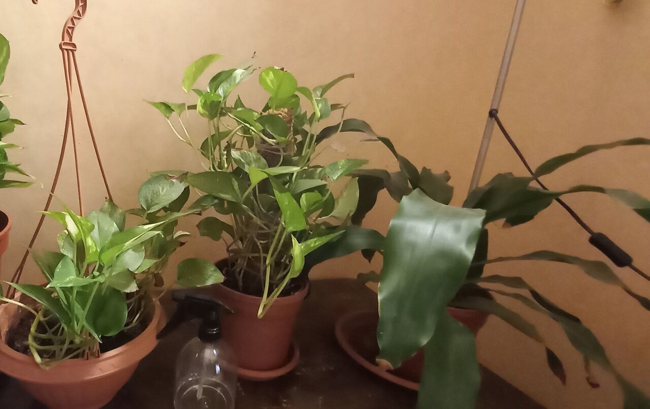 Jeddah, Household Items, SAR 125,  Assorted Indoor Plants Large & Medium Size