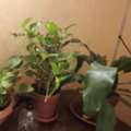 SAR 125,  Assorted Indoor Plants Large & Medium Size