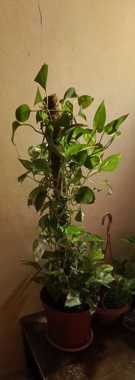 Jeddah, Household Items, SAR 125,  Assorted Indoor Plants Large & Medium Size