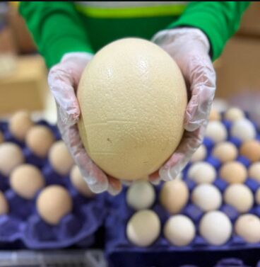 Deira, General, TASTE THE BEST OF NOW - Currently In Season