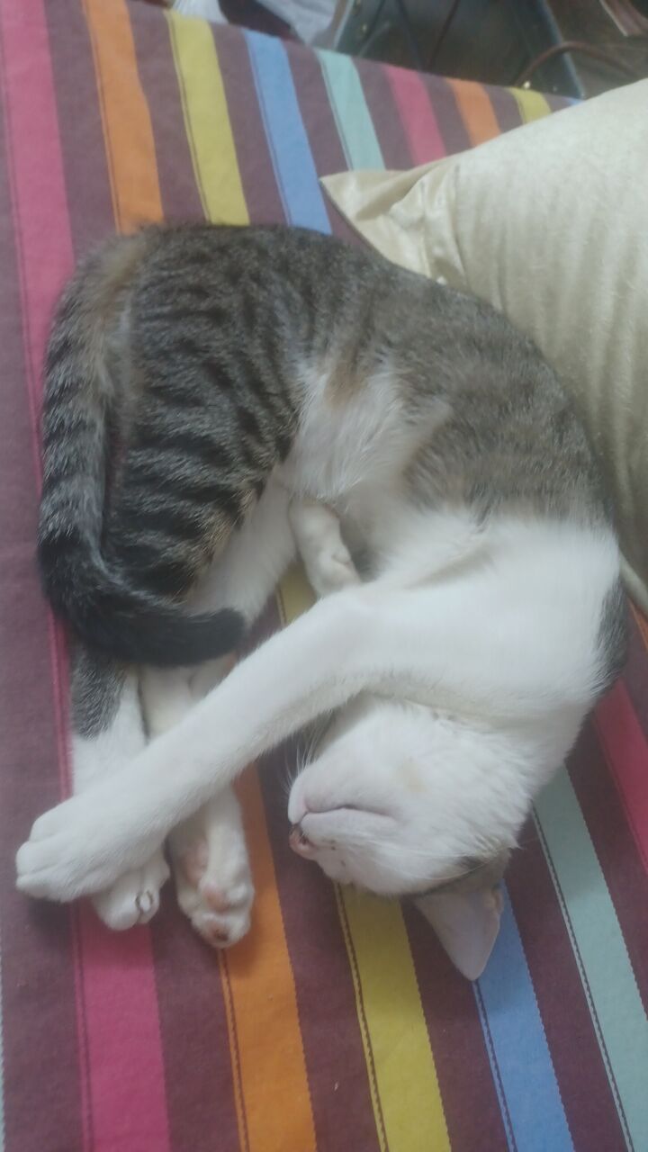 Riyadh, Pet Supplies, URGENT FREE ADOPTION FOR KITTENS