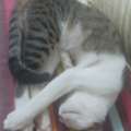 URGENT FREE ADOPTION FOR KITTENS