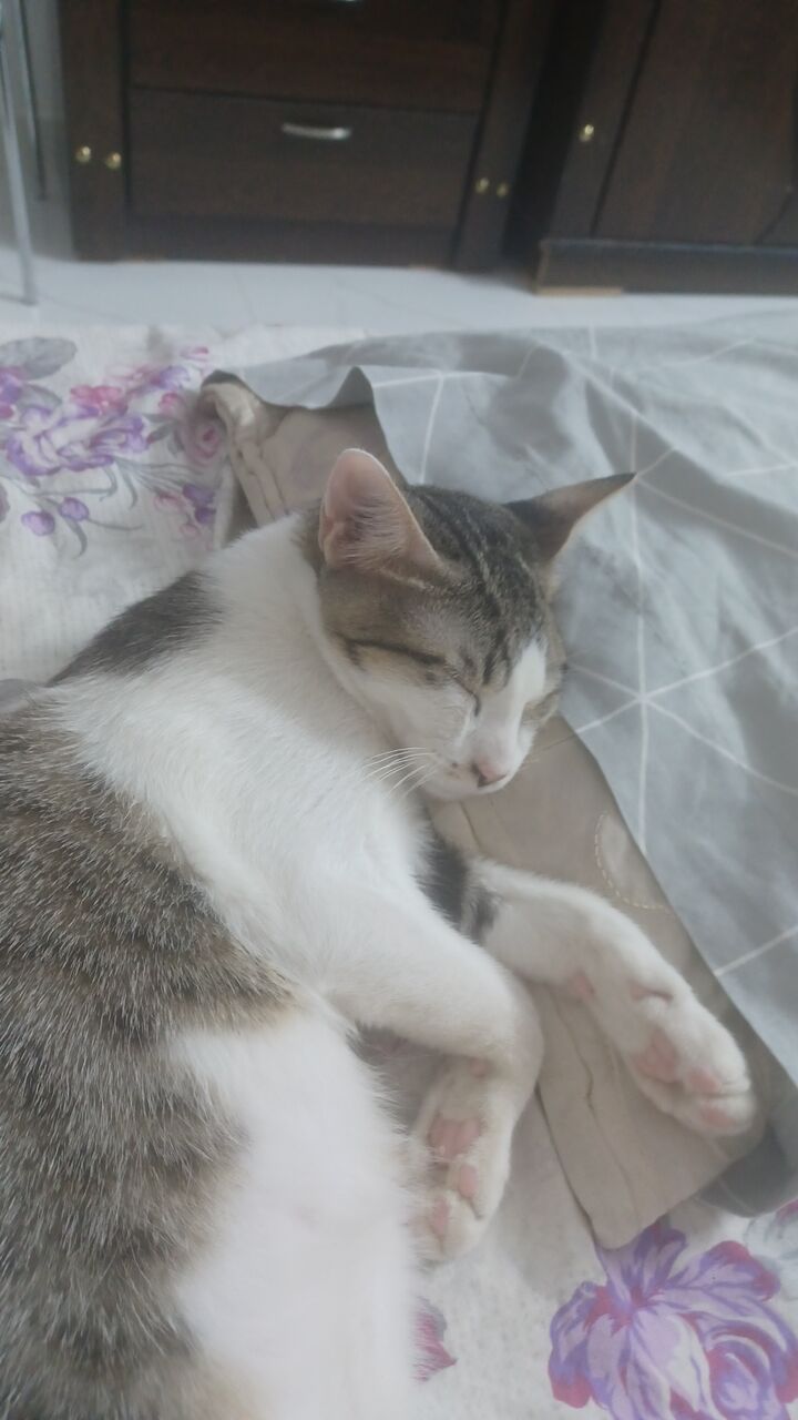 Riyadh, Pet Supplies, URGENT FREE ADOPTION FOR KITTENS