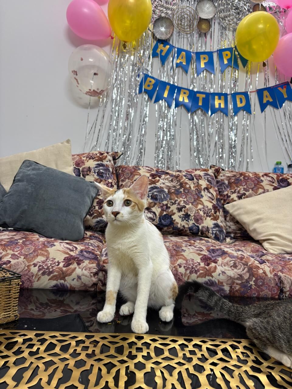 Riyadh, Pet Supplies, URGENT FREE ADOPTION FOR KITTENS