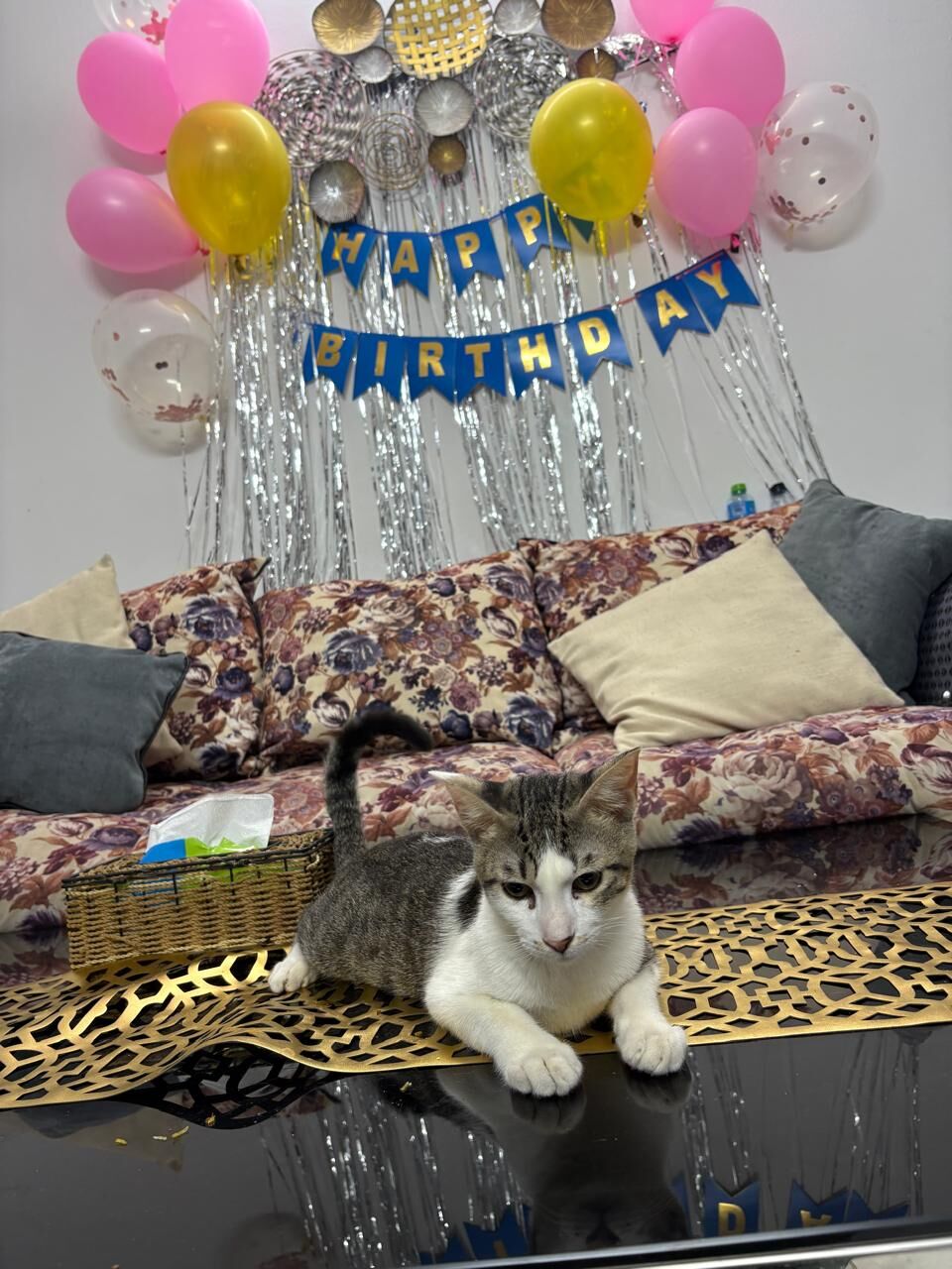 Riyadh, Pet Supplies, URGENT FREE ADOPTION FOR KITTENS