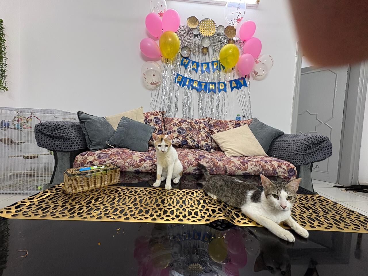 Riyadh, Pet Supplies, URGENT FREE ADOPTION FOR KITTENS