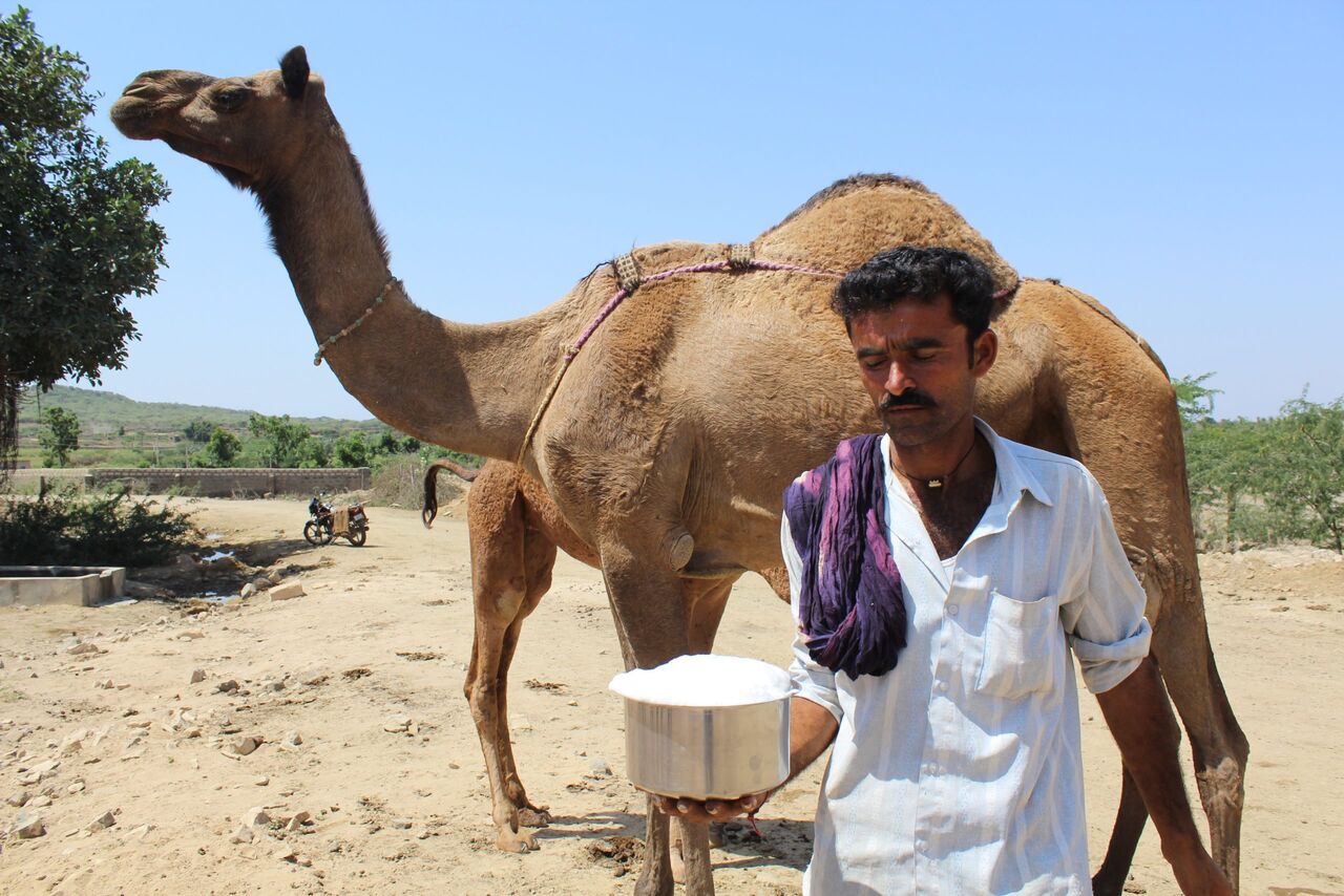 New Delhi, Health, Camel Milk Benefits For Females: A Natural Superfood For Women