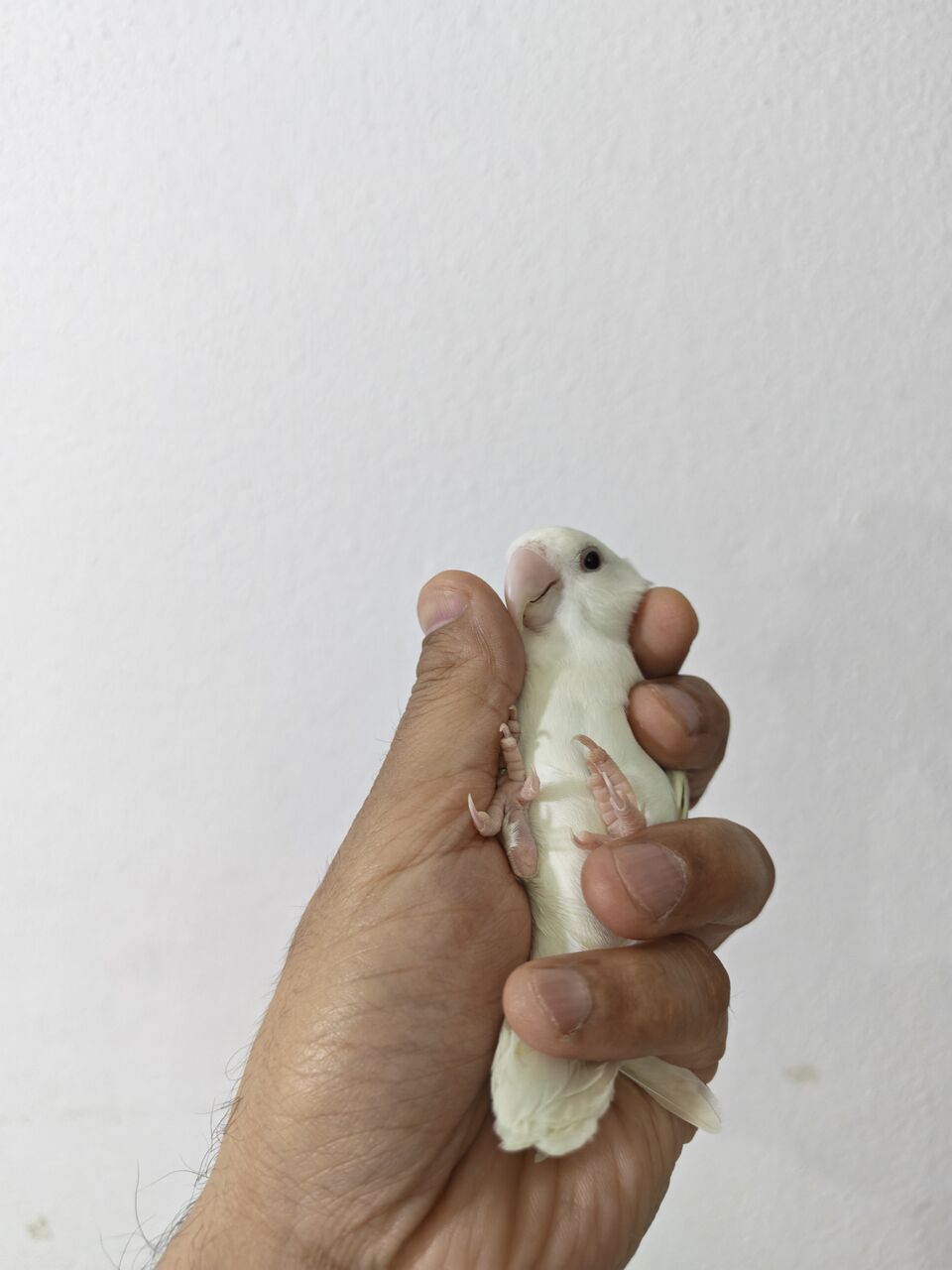 Riyadh, Pet Supplies, SAR 250,  Rose Bird Female
