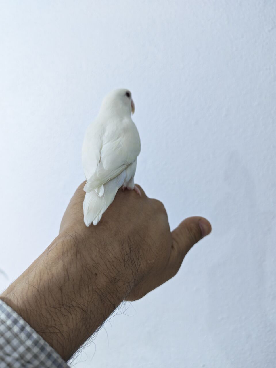 Riyadh, Pet Supplies, SAR 250,  Rose Bird Female