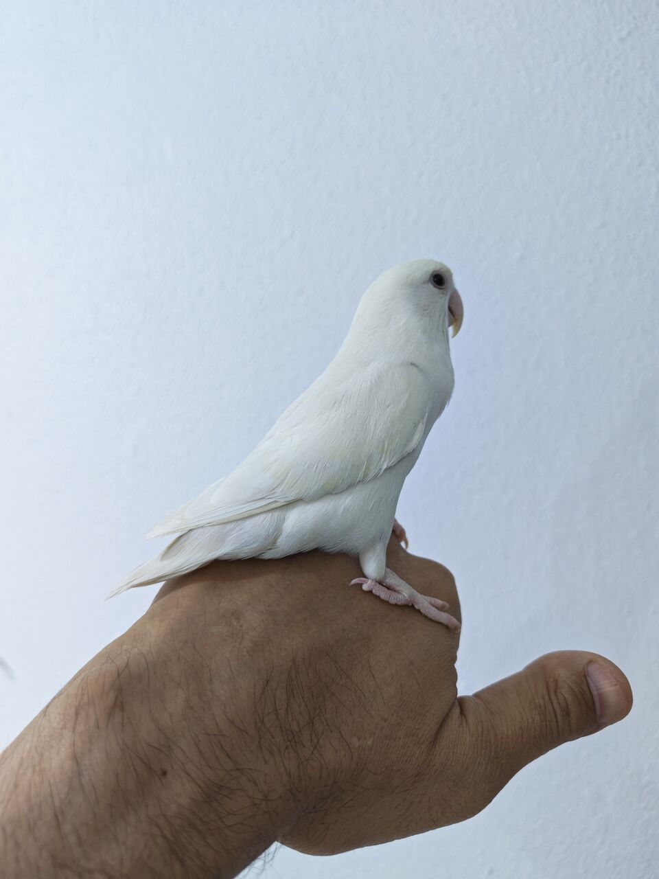 Riyadh, Pet Supplies, SAR 250,  Rose Bird Female
