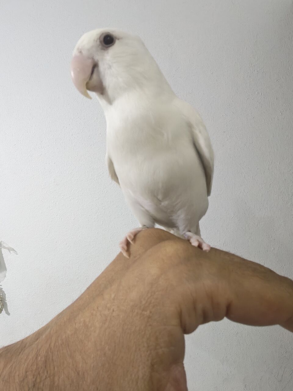 Riyadh, Pet Supplies, SAR 250,  Rose Bird Female