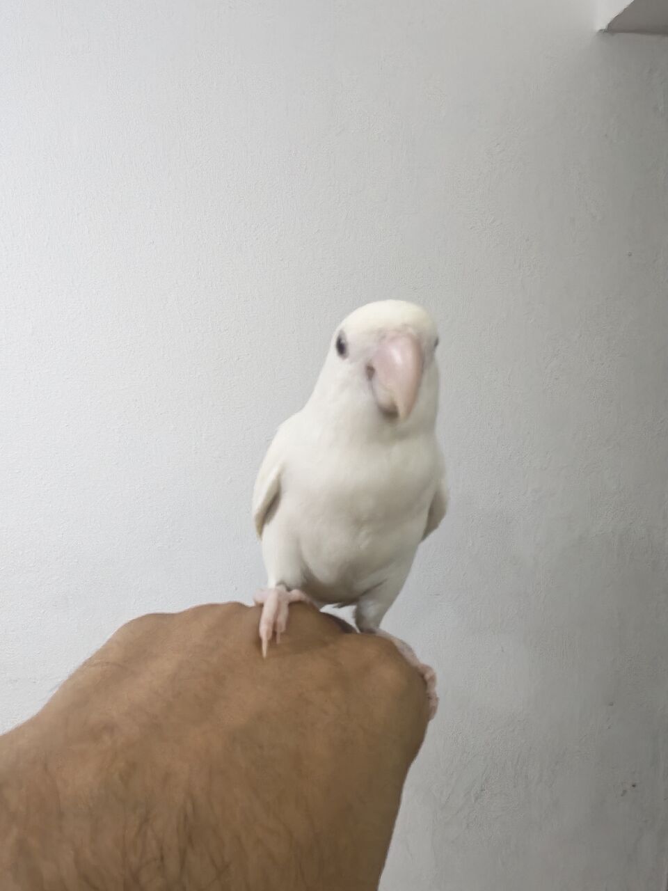 Riyadh, Pet Supplies, SAR 250,  Rose Bird Female