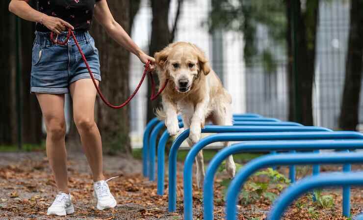 Mumbai, Pet Sitting, Dog Training Service In Srinagar JK