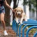 Dog Training Service In Srinagar JK