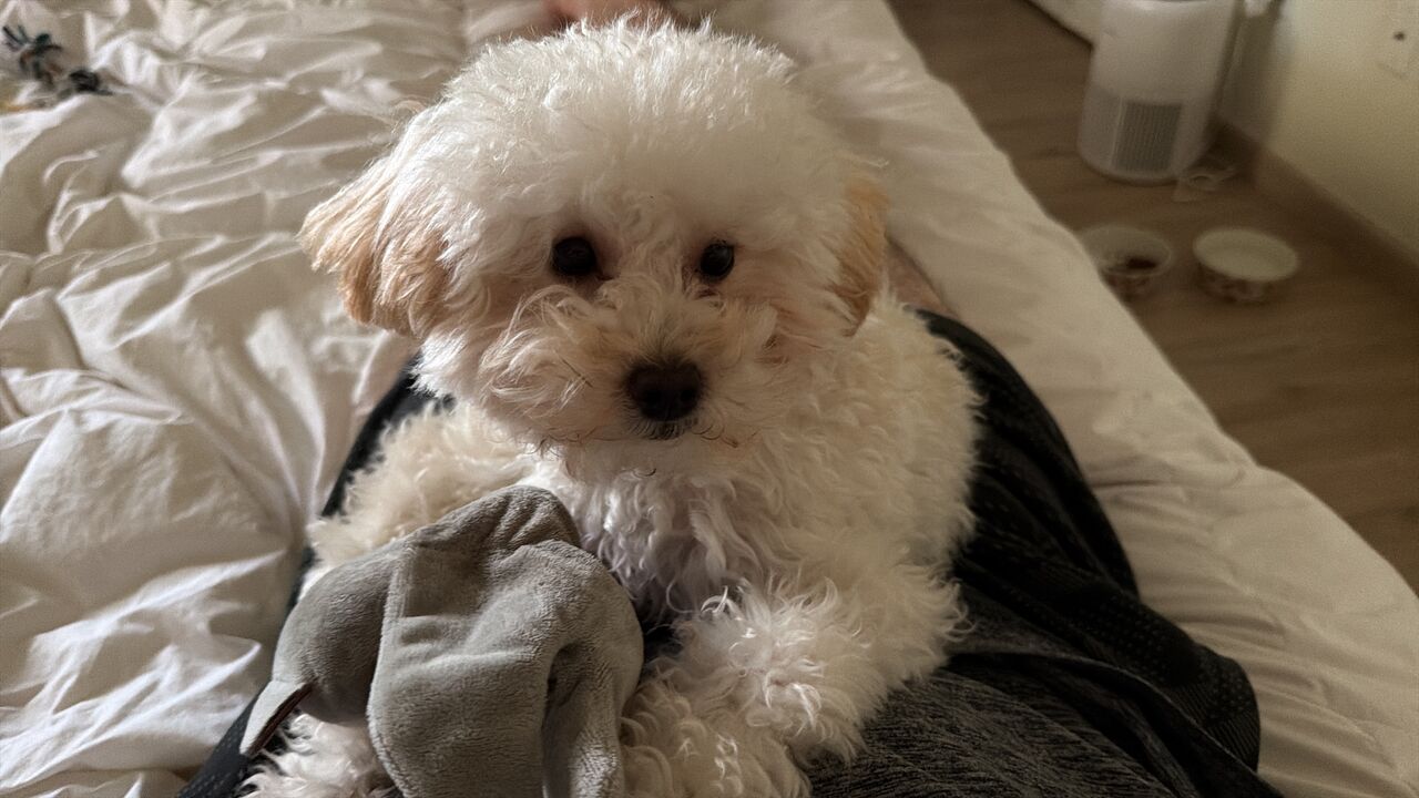 Dhahran, Pet Supplies, SAR 3000,  Female Toy Poodle Puppy