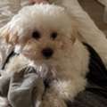SAR 3000, Female Toy Poodle Puppy