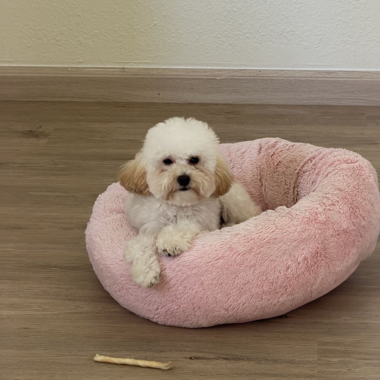 Dhahran, Pet Supplies, SAR 3000,  Female Toy Poodle Puppy