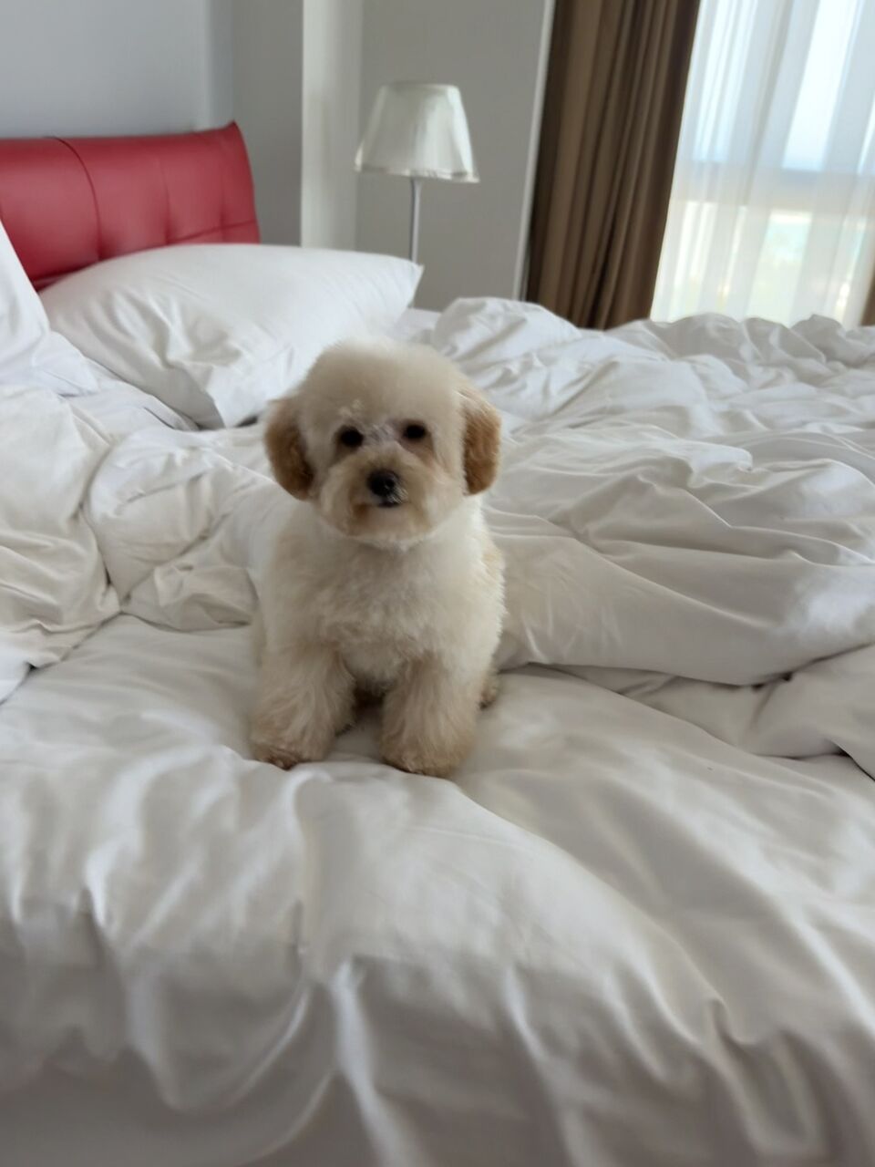Dhahran, Pet Supplies, SAR 3000,  Female Toy Poodle Puppy