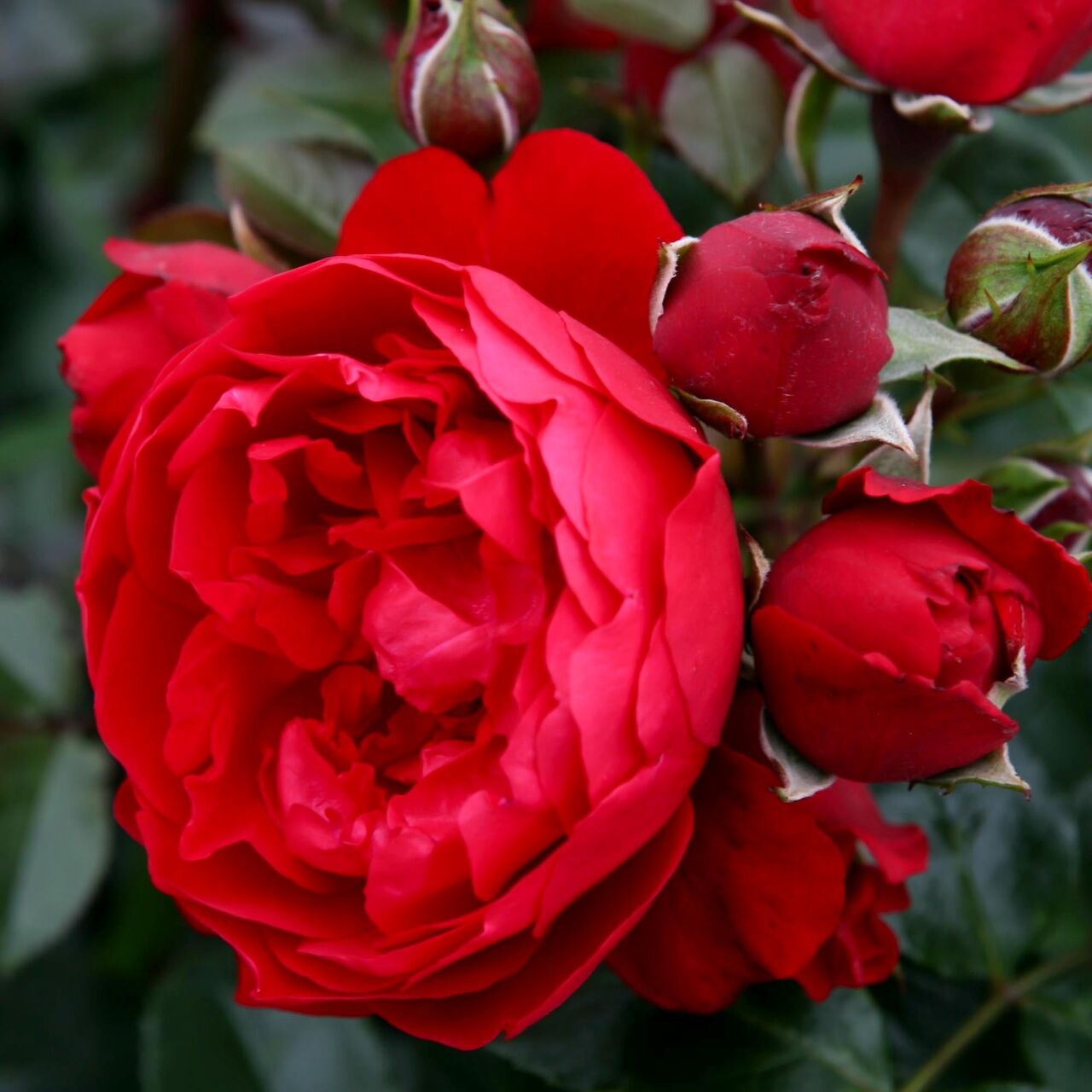 New York, Farm & Garden, USD 53,  Arborose&reg; Florentina