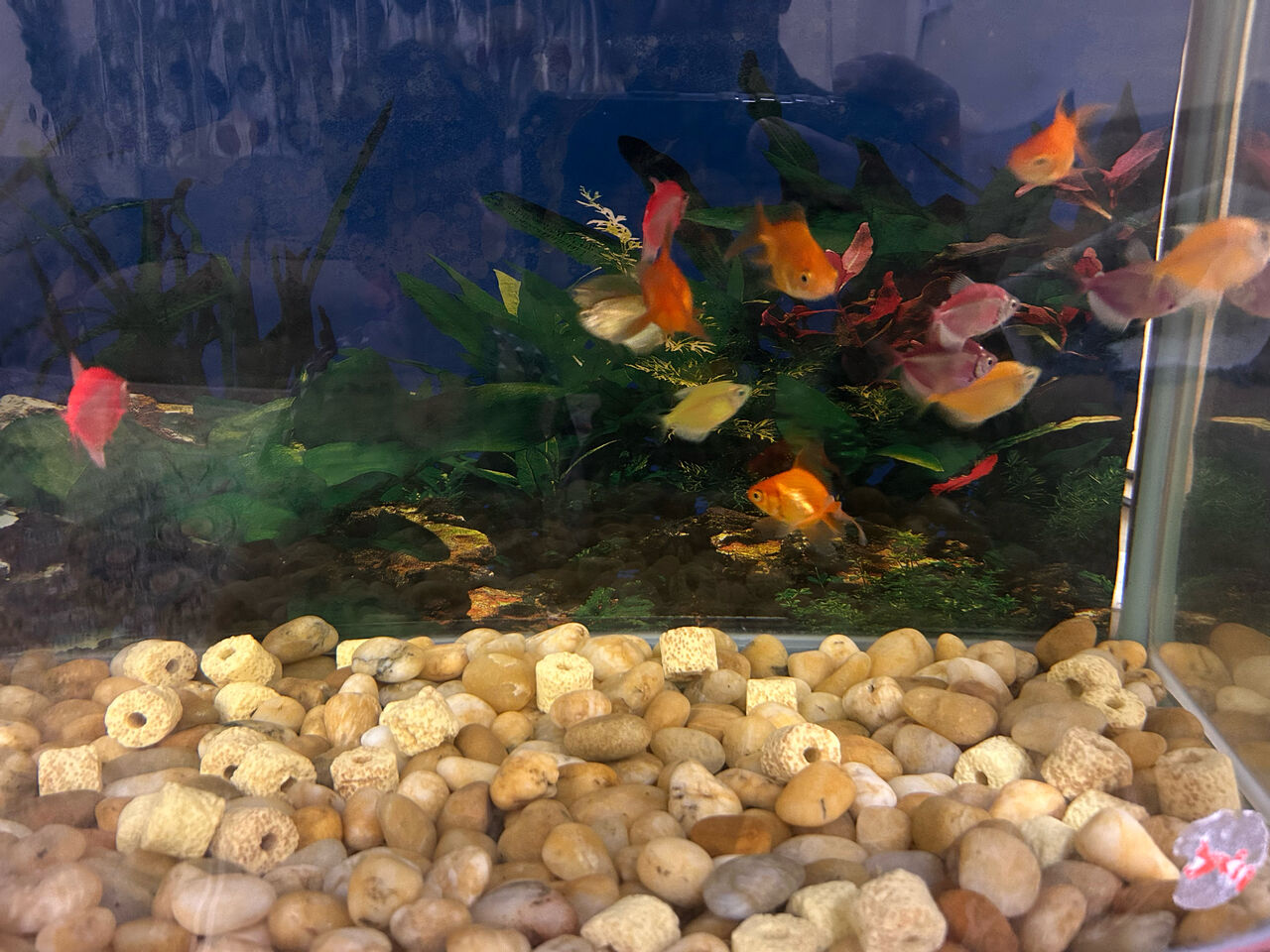 Riyadh, Pet Supplies, SAR 110,  Aquarium Fishes For Sale &ndash; 14 Fishes For SAR 110