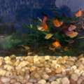 SAR 110,  Aquarium Fishes For Sale &ndash; 14 Fishes For SAR 110