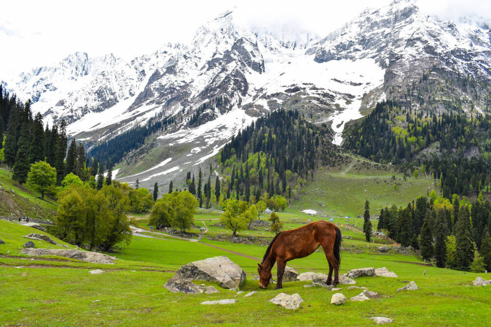 New Delhi, Tickets, INR 24999,  Srinagar Delights Tour  4 Nights PACKAGE CATEGORY : Family, Group DESTINATIONS COVERED : 4