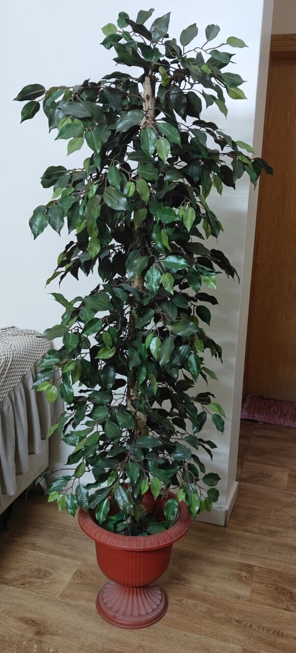 Al Malaz, Household Items, SAR 705,  Dell Flat Monitor 25", Green Plant🌿, Kids Swing, Kitchen Table, Beautiful Side Sofa Table