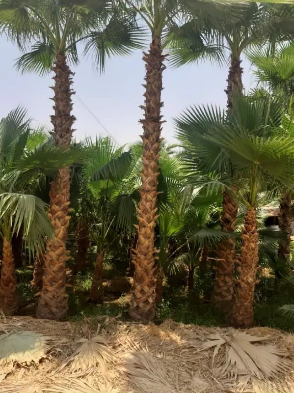 Riyadh, Farm & Garden, We Are Good Working For Garden And Timer Setting And 0ther Related Things Of Agriculture