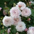 USD 67,  The Albrighton Rambler