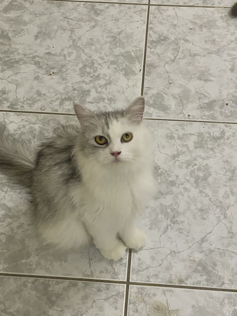 Jeddah, Pet Supplies, Free Cat Adoption 🐈❤️