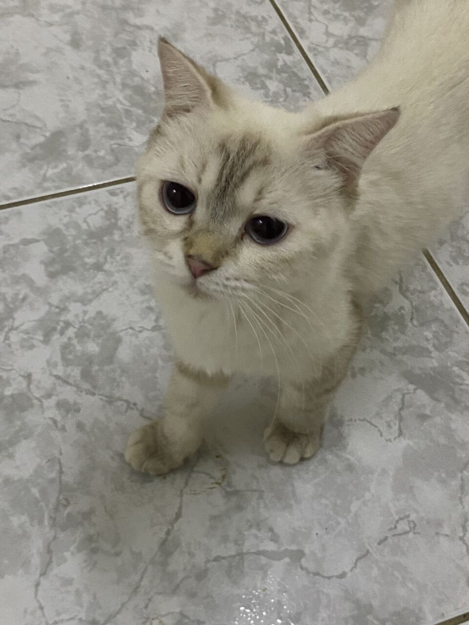 Jeddah, Pet Supplies, Free Cat Adoption 🐈❤️