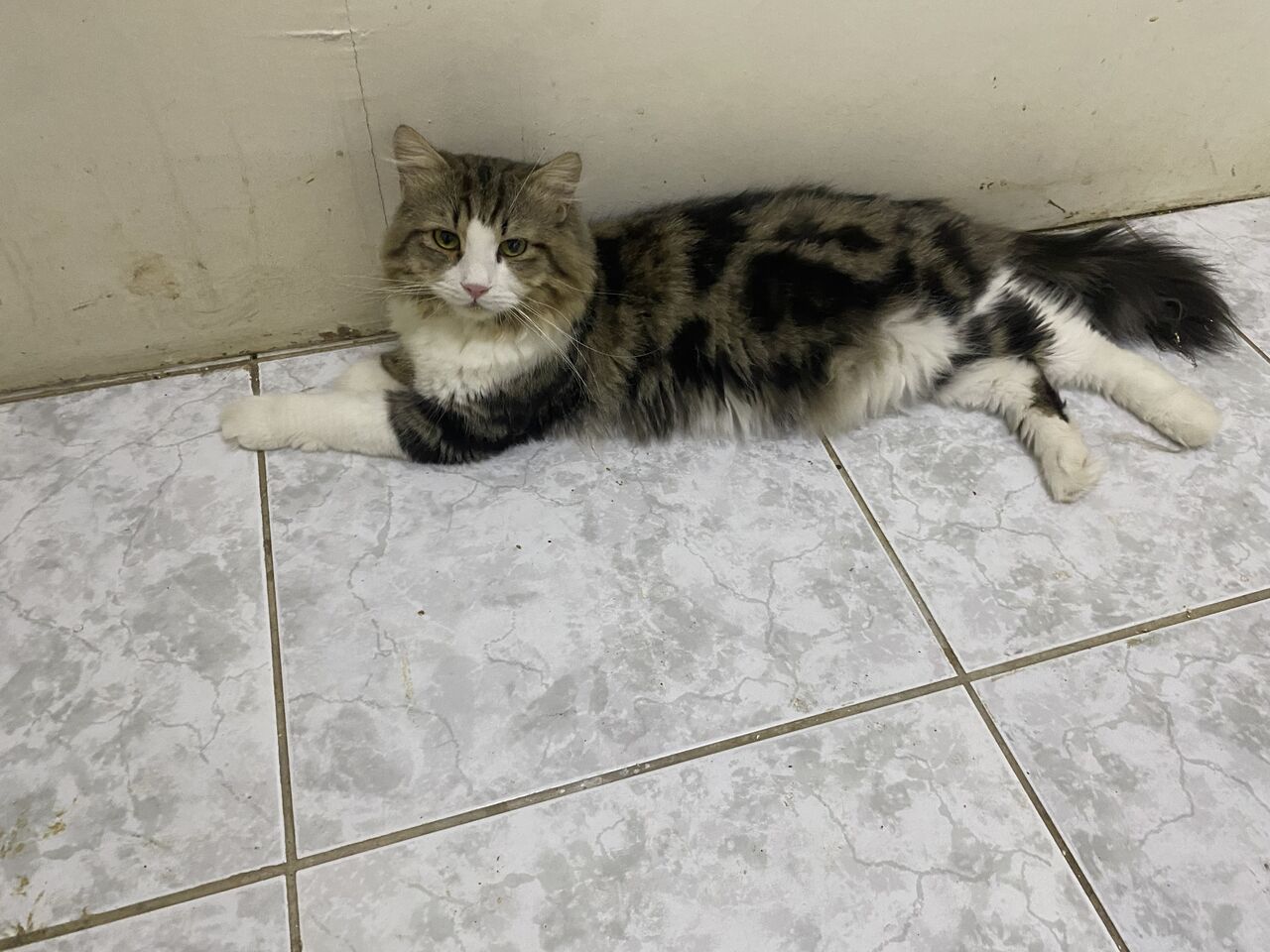 Jeddah, Pet Supplies, Free Cat Adoption 🐈❤️